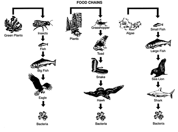 Food chains usually involve more than three organisms.