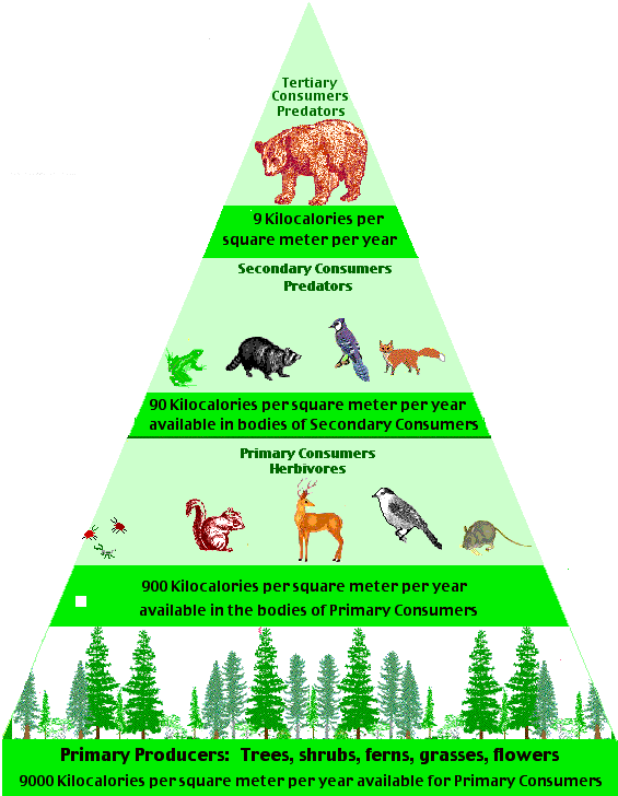 The pyramid of numbers for this food chain would look like this: